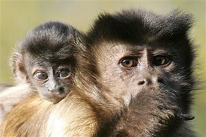 The research demonstrated that these great apes, humankind's closest living evolutionary cousins, possess a capability thought until now to have been the exclusive domain of people, the scientists said on Thursday. (Reuters)