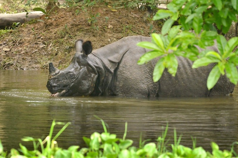 assam, assam flood, assam flood 2016, assam flood disaster, assam flood disaster casualties, assam flood relief, assam flood situation, assam flood reasons, assam india,kaziranga, kaziranga rhinos, kaziranga rhinos india, india floods 2016, india news