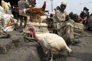 "Our results are valuable in emphasising the important role a ‘host’ plays in the spread of avian flu, and also in highlighting a number factors relating to the chain of infection and control mechanisms which are affected by the route of infection,” he added. (Reuters)