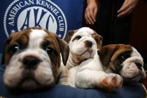 The English bulldog's limited genetic diversity could minimise the ability of breeders to recreate healthy phenotypes from the existing genetic stock, which were created by human-directed selection for specific desired physical traits. (Source: Reuters)