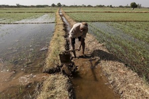 The commerce ministry, which is the administrative authority of boards regulating plantation crops, has strongly been advocating the coverage of such crops under the PMKSY. (Reuters) The commerce ministry, which is the administrative authority of boards regulating plantation crops, has strongly been advocating the coverage of such crops under the PMKSY. (Reuters)