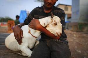 Shanti Devi, in her early 40s, had kept four goats to raise money for the medical treatment of her husband, who has been paralysed over one-and-a-half-years. (Representative image : Reuters)