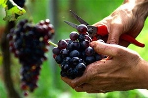 Japan, Japan news, Japan latest, Ruby Roman, Ruby Roman news, Ruby Roman latest Japan, Japan news, Japan latest, Ruby Roman, Ruby Roman news, Ruby Roman latest