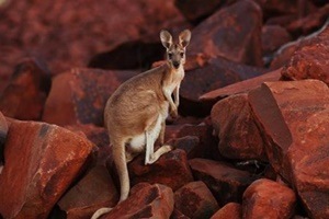 Statistics released by Australian Associated Motor Insurers Limited (AAMI) showed that kangaroos are responsible for nine out of 10 road accidents involving animals nationwide, 'Daily Telegraph Australia' reported. (Reuters)