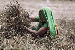 KKC is a cess levied on all taxable services @0.5%. The proceeds of KKC would be exclusively used for financing initiatives relating to improvement of agriculture and welfare of farmers. (Reuters) KKC is a cess levied on all taxable services @0.5%. The proceeds of KKC would be exclusively used for financing initiatives relating to improvement of agriculture and welfare of farmers. (Reuters)