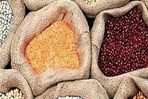 Multiple causes will require a broad-based response but one of the permanent solutions to the pollution problem must address paddy burning. (PTI) Multiple causes will require a broad-based response but one of the permanent solutions to the pollution problem must address paddy burning. (PTI)