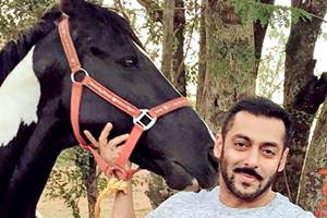 sultan, sultan opening, sultan opening day collection, Sultan first day collection, sultan first day collection expected, sultan 1st day collection, sultan box office, sultan collection, sultan box office collections, sultan salman khan, salman khan