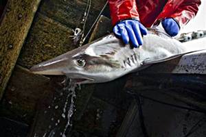 According to India's Wildlife Protection Act of India 1972, four species of sharks have been listed as protected under Schedule I. They four species are whale shark (Rhincodon typus), Pondicherry shark (Carcharhinus hemiodon), Ganges shark (Glyphis gangeticus) and the speartooth shark (Glyphis glyphis). (Pic: Reuters)
