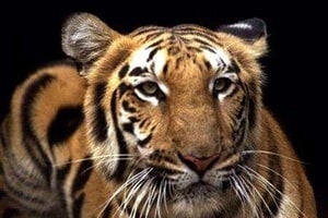 19-year-old Machli died yesterday. (representative image:reuters)