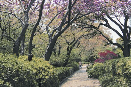 Japan sees 20 per cent rise in Indian tourists in first half of 2016