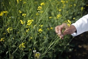 The move is significant as it comes at a time when the government is in the middle of a consultation on whether to limit royalty rates of seed-tech companies at 10% of the seed price for the first five years, followed by a 10% reduction in each of the following years. (Source: Reuters)