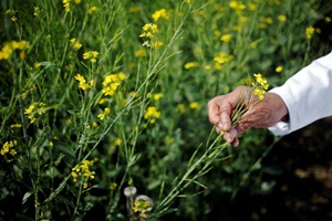 Supreme Court to hear plea against GM mustard today Supreme Court to hear plea against GM mustard today