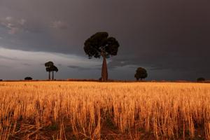 La Nina phenomena delayed but monsoon will be above normal: IMD