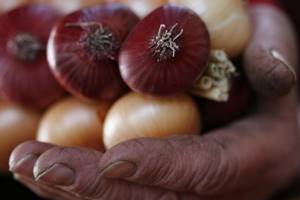 Onion farmers seek govt grant of R500 per quintal Onion farmers seek govt grant of R500 per quintal