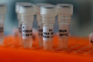 Researchers first tested the inactivated Zika virus vaccine in 16 rhesus macaques, with eight receiving the experimental vaccine and eight receiving a placebo injection. (Reuters)