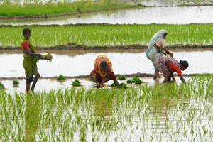 Transforming India’s agri-food landscape