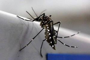 "We have had five deaths in the past three weeks of patients with chikungunya fever, most of whom were elderly. 80-year-old Mahendra Singh from Ghaziabad died of chikungunya complications yesterday afternoon," hospital authorities said. (Reuters)