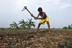 The petition, filed by Aruna Rodrigues, urged the court to prohibit open field trials and commercial release of Herbicide Tolerant (HT) crops including HT Mustard DMH 11 and its parent lines/variants as recommended by the Technical Expert Committee (TEC) report. (Representative image: Reuters) The petition, filed by Aruna Rodrigues, urged the court to prohibit open field trials and commercial release of Herbicide Tolerant (HT) crops including HT Mustard DMH 11 and its parent lines/variants as recommended by the Technical Expert Committee (TEC) report. (Representative image: Reuters)