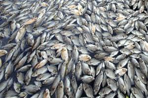 jadavpur university scientists, fish scales, fish scales into green energy, green energy, green tribunal, fish waste, bio waste, biodegradable