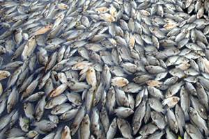 jadavpur university scientists, fish scales, fish scales into green energy, green energy, green tribunal, fish waste, bio waste, biodegradable jadavpur university scientists, fish scales, fish scales into green energy, green energy, green tribunal, fish waste, bio waste, biodegradable