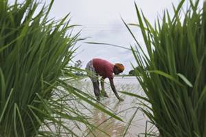 Maharashtra: Reports said that the irrigation projects were scrapped as they under investigation by the state's anti-corruption bureau. (Pic for representation/ Reuters) Maharashtra: Reports said that the irrigation projects were scrapped as they under investigation by the state's anti-corruption bureau. (Pic for representation/ Reuters)