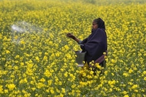 This is the first proposal for allowing GM food crops that has come up before the Modi government after the previous UPA government had put a moratorium on commercial cultivation of Bt brinjal in 2010. Currently, Bt cotton is the only GM crop allowed for commercial cultivation. (Reuters)