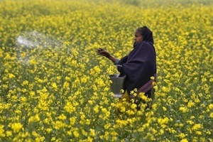 This is the first proposal for allowing GM food crops that has come up before the Modi government after the previous UPA government had put a moratorium on commercial cultivation of Bt brinjal in 2010. Currently, Bt cotton is the only GM crop allowed for commercial cultivation. (Reuters)