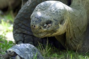 oldest man in the world, oldest animal, oldest animal on earth, oldest animals in the world, oldest animals ever, oldest creature on earth, oldest creature to live