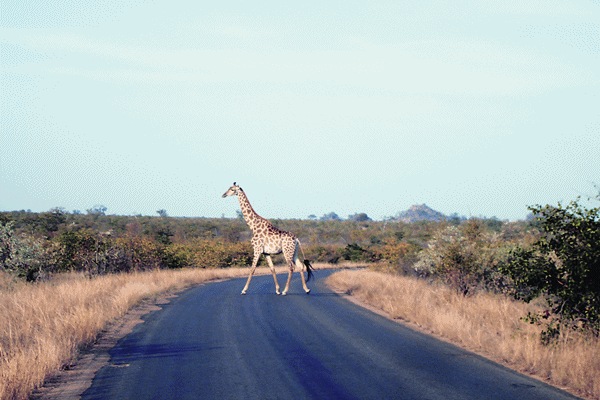 Cabinet approves India-South Africa tourism MoU