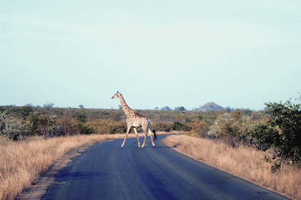 Cabinet approves India-South Africa tourism MoU