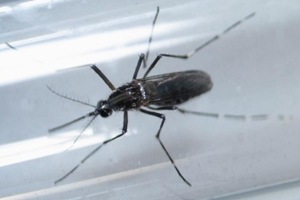 As the number of deaths in Delhi due to chikungunya and its complications have shown a spike, health experts say the sudden "upsurge" of the disease this year could be a result of "evolution" of the viral strain. (Reuters)