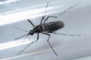 As the number of deaths in Delhi due to chikungunya and its complications have shown a spike, health experts say the sudden "upsurge" of the disease this year could be a result of "evolution" of the viral strain. (Reuters) As the number of deaths in Delhi due to chikungunya and its complications have shown a spike, health experts say the sudden "upsurge" of the disease this year could be a result of "evolution" of the viral strain. (Reuters)