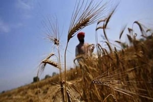 Farmers are not free to sell in many states because of laws that require them to dispose of their produce only in state-regulated mandis. (Source: Reuters)