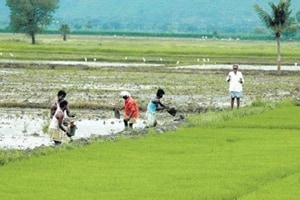 Government to come out with revamped model APMC Act