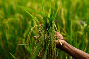 Unorganised market is expected to fall to 59 per cent by 2021, the India Food Services Report said. (Reuters)