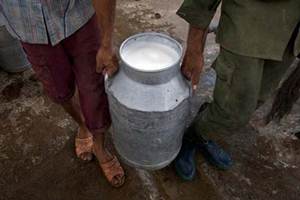 Ghosh also said that besides scientific data collection on fodder output, IGFRI has been experimenting with giving thrust on perennial grass such as Napier grass hybrid and Guinea grass, which can be grown on common land. (Reuters)