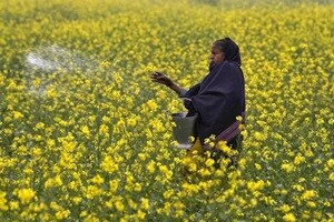 ‘GM mustard would be disastrous for India’s agricultural independence’