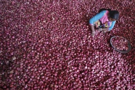 The onion farmers were not happy with the conditions imposed by the state government for the grant of incentives. (Reuters) The onion farmers were not happy with the conditions imposed by the state government for the grant of incentives. (Reuters)