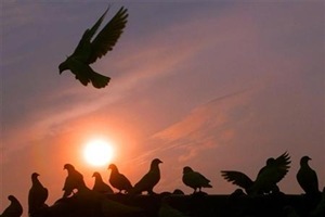 Following Indian reports of a pigeon being detained at the border with Islamabad after it was found carrying a warning note to Prime Minister Narendra Modi, Pakistan media has trolled the entire story by releasing ‘proof’ about the pigeon named ‘Ghutarghoon Khan’. (Reuters)