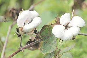 Bt cotton crop area falls for first time