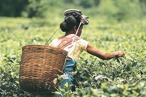 Tea auction in Kochi has been suspended for the last four weeks and the effort to restart the process last Friday failed.
