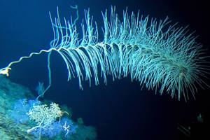 deep sea volcano, underwater volcano, deep sea volcano images, Cook seamount, undersea volcano, Hawaii Undersea Research Laboratory, University of Hawaii, deep ocean volcano, Volcanoes, Hawaii, Cook seamount volcano, Peter Seligmann, deep sea submarine, deep sea volcano photos, deep sea submarine volcanoes, submarine, Environment and nature, Earth science, undersea volcano, marine life, science news