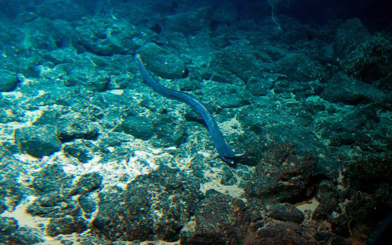 deep sea volcano, underwater volcano, deep sea volcano images, Cook seamount, undersea volcano, Hawaii Undersea Research Laboratory, University of Hawaii, deep ocean volcano, Volcanoes, Hawaii, Cook seamount volcano, Peter Seligmann, deep sea submarine, deep sea volcano photos, deep sea submarine volcanoes, submarine, Environment and nature, Earth science, undersea volcano, marine life, science news
