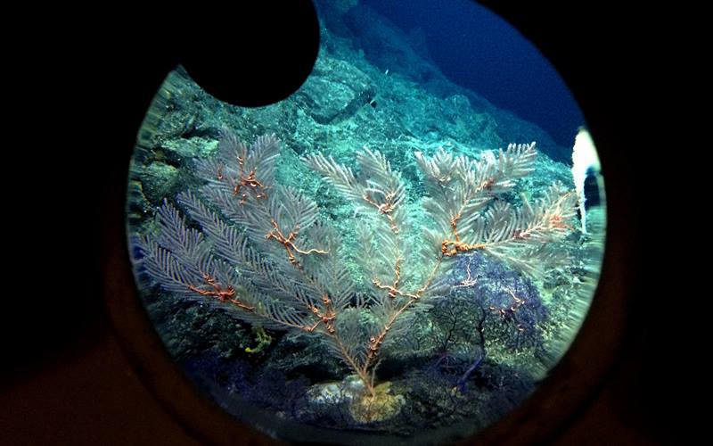 deep sea volcano, underwater volcano, deep sea volcano images, Cook seamount, undersea volcano, Hawaii Undersea Research Laboratory, University of Hawaii, deep ocean volcano, Volcanoes, Hawaii, Cook seamount volcano, Peter Seligmann, deep sea submarine, deep sea volcano photos, deep sea submarine volcanoes, submarine, Environment and nature, Earth science, undersea volcano, marine life, science news