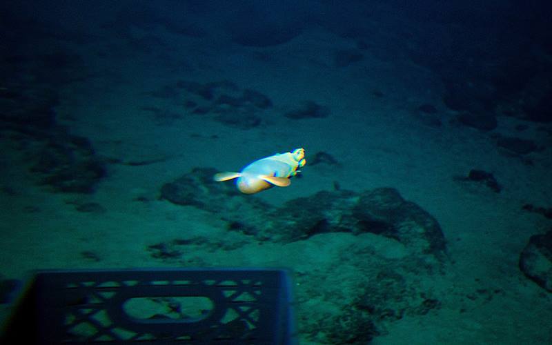 deep sea volcano, underwater volcano, deep sea volcano images, Cook seamount, undersea volcano, Hawaii Undersea Research Laboratory, University of Hawaii, deep ocean volcano, Volcanoes, Hawaii, Cook seamount volcano, Peter Seligmann, deep sea submarine, deep sea volcano photos, deep sea submarine volcanoes, submarine, Environment and nature, Earth science, undersea volcano, marine life, science news