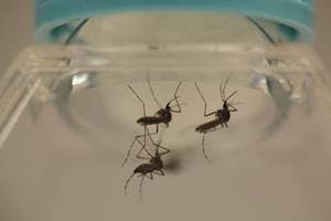 It is a bite from the blood sucking tiger mosquito that causes dengue, India has been fighting a losing battle against this disease. There are at least two vaccines in the pipeline that can help. (Reuters)