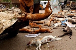 The protesters said that they had killed the dogs to mark their protest against incidents of dog bites across the state. 