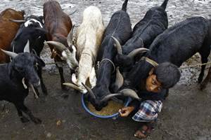 Eid, Bakri Id, Eid Ul Adha