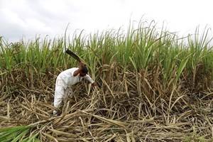 As per the National Institute of Animal Nutrition and Physiology, there is a 25% shortage of dry fodder. At present, India annually produces 320 MT of dry fodder while the output of green fodder is around 144 MT. (Reuters) As per the National Institute of Animal Nutrition and Physiology, there is a 25% shortage of dry fodder. At present, India annually produces 320 MT of dry fodder while the output of green fodder is around 144 MT. (Reuters)