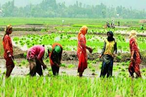 In the 2015 kharif season (summer), total sum insured was only Rs 69,360 crore under the previous crop insurance scheme. (Source: PTI)